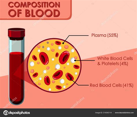 Diagram Showing Composition Of Blood Stock Vector Image By