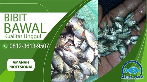 Benih Bibit Ikan Bawal Berkualitas Grosir Murah MaulaFarm