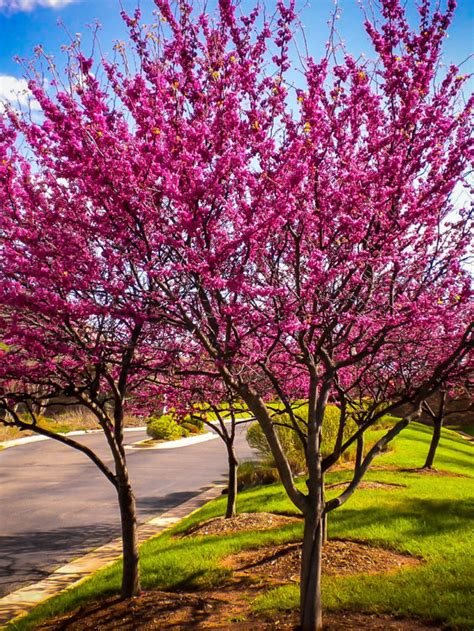 Redbud Trees For Sale Online The Tree Center