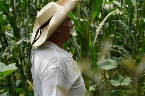 Productoras Y Productores De Maíz Secretaría De Agricultura Y Desarrollo Rural Gobierno Gobmx