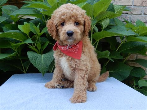 Mini Goldendoodle | Puppy Love Paradise