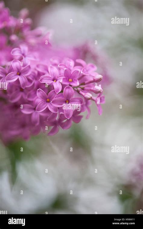 Lilac Syringa Vulgaris Mauve Coloured Flowers Growing Outdoor Stock