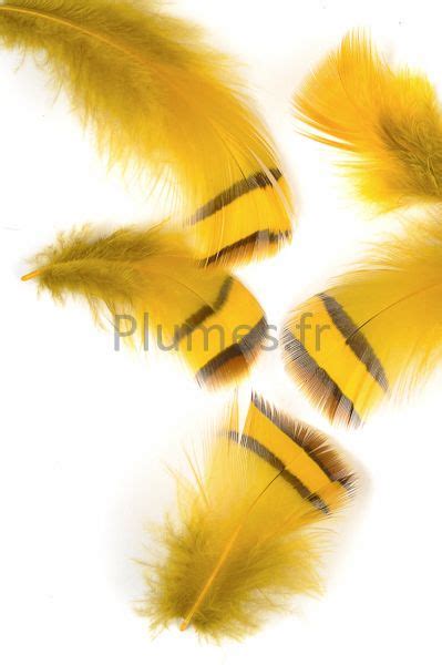 Plumes De Perdrix Jaune Poussin Plumes Fr Produit Plumes