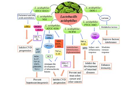 Probiotic Properties And Biological Functions Of Lactobacillus