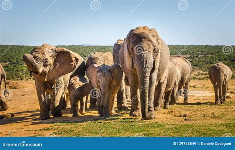 Herd of Elephants Kruger National Park, South Africa Stock Image ...