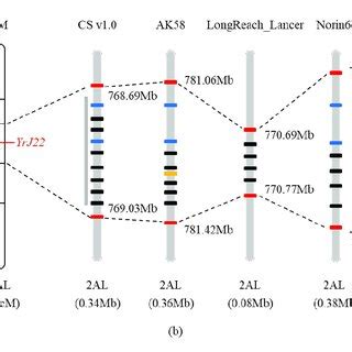 A Linkage And Physical Maps For Stripe Rust Resistance Gene Yrj On