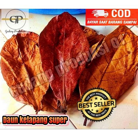 Jual Daun Ketapang Laut Kering Non Olahan Kg Shopee Indonesia