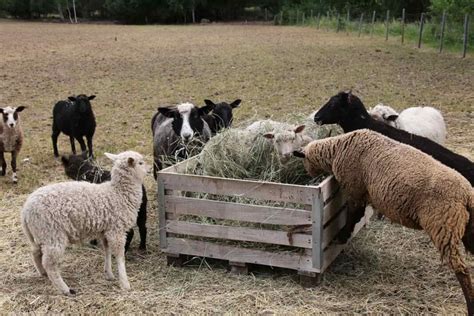 Key Rules To Improve Feed Conversion Ratio Fcr In Sheep For