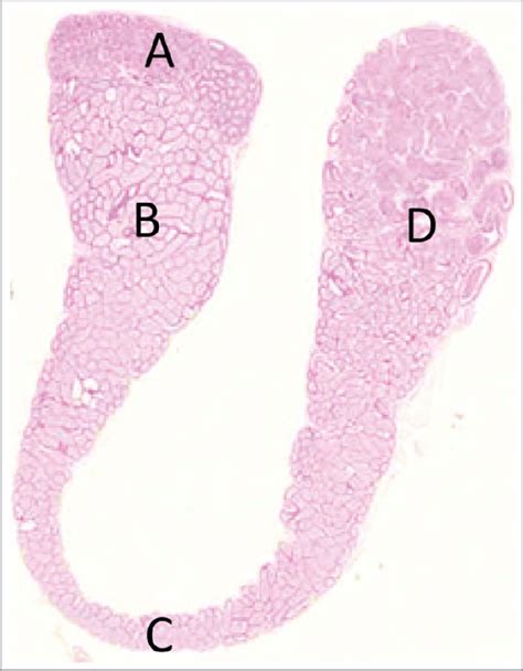 Panoramic View Of A Longitudinal Section Of The Rat Epididymis A