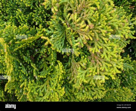 Heavily Textured Chamaecyparis Obtusa Nana Gracilis Natural Close Up