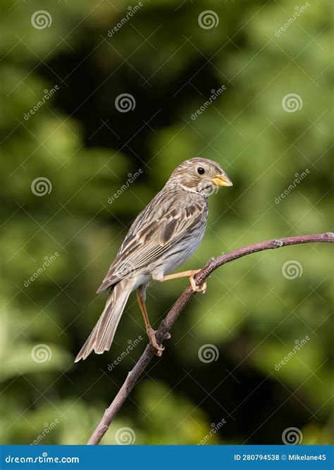 Corn Bunting Emberiza Calandra Stock Photo Image Of Wildlife