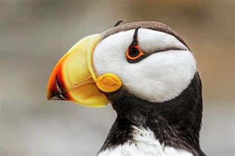 Horned Puffin, Fratercula Corniculata Photograph by Adam Jones - Pixels