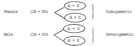 Sex Determination Biology Class 12 NEET