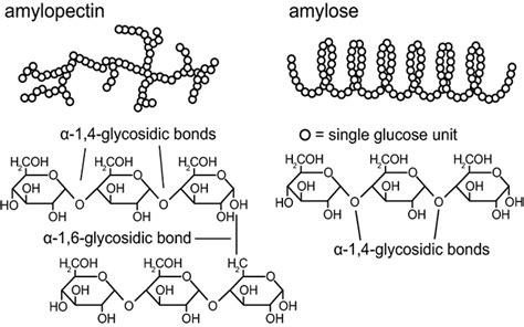 Amylose là gì Tìm hiểu chi tiết về cấu trúc và vai trò của amylose