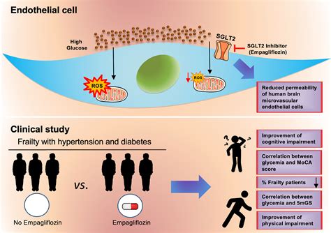 SGLT2 Inhibition Via Empagliflozin Improves Endothelial Function And