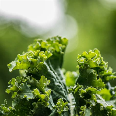 How To Grow Kale In The Uk A Detailed Guide Growpatch