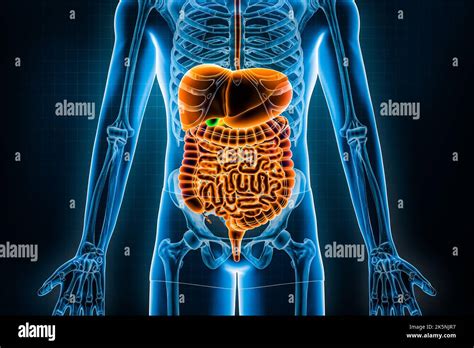 Menschliches Verdauungssystem Und Gastrointestinaltrakt D Rendering