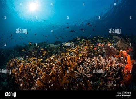 Hard Coral Reef Raja Ampat West Papua Indonesia Stock Photo Alamy