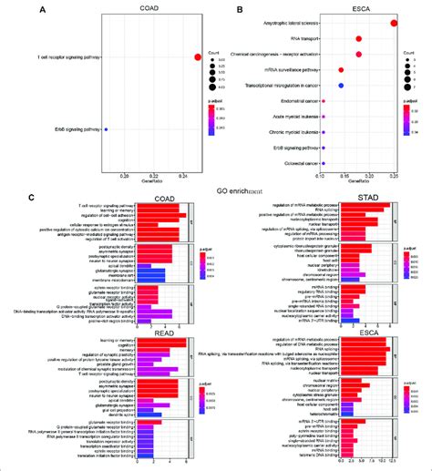 Comprehensively Bioinformatic Analysis Of Llps Regulators In