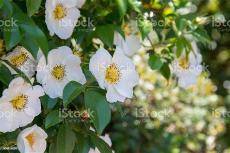 White Rosa Laevigata Flowercherokee Rose Stock Photo Download Image