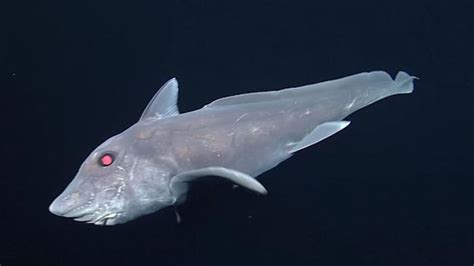 Ghost Shark Video Mysterious Creature Captured On Camera For First