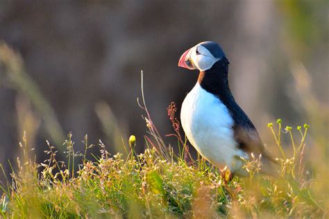 Puffins At Dyrholaey Iceland Puffins On The Cliffs Of Dyrh Flickr