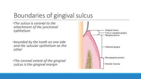 Gingiva