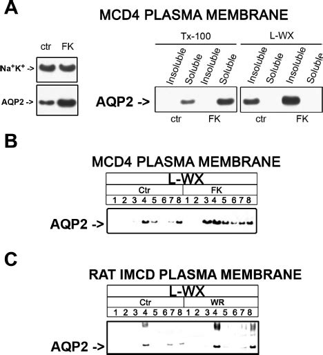 Plasma Membrane Expressed Aqp2 Is Associated With Lubrol Download