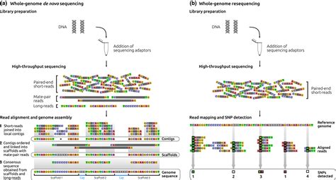 Hybrid Assembly Of Whole Genome Shotgun Sequences Of Two