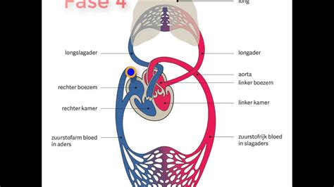 Bloedsomloop Menselijk Lichaam Het Menselijk Lichaam Bloedsomloop Images