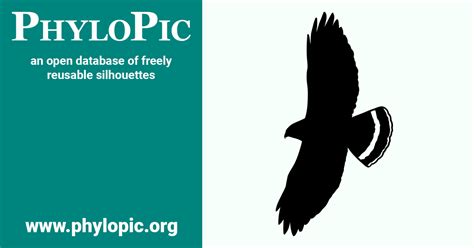 Buteo Platypterus By Andy Wilson Cc0 10 Phylopic