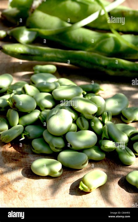 Podding Broad Beans Hi Res Stock Photography And Images Alamy