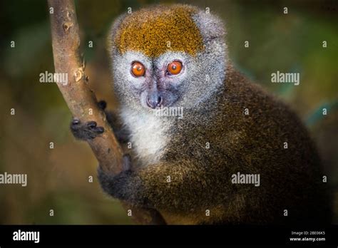 Portrait Of Eastern Lesser Bamboo Lemur Hapalemur Griseus Also Known