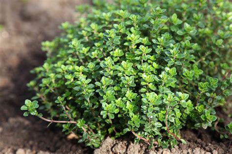 What Is Thyme And How Is It Used