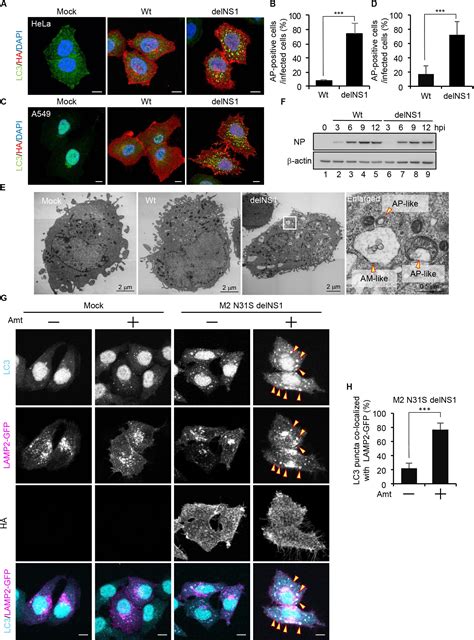 Frontiers Influenza A Virus NS1 Protein Suppresses JNK1 Dependent