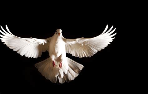 Wallpaper white, feathers, dove images for desktop, section животные ...