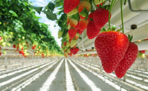 Cultivo De Fresas En Invernaderos PortalFruticola