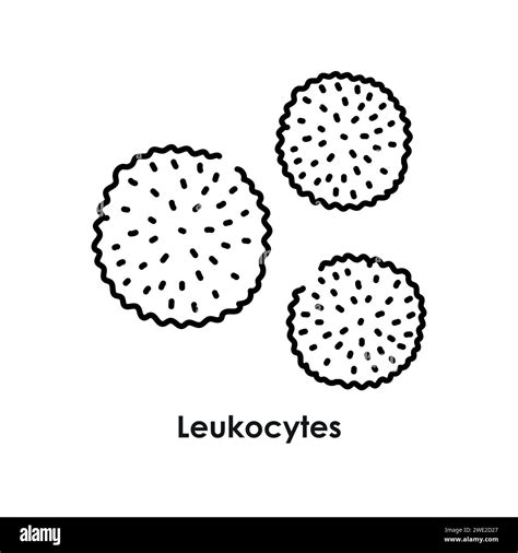 Leukocytes Color Icon White Blood Cells In The Blood Vessels Vector