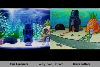 This Aquarium Totally Looks Like Bikini Bottom Totally Looks Like
