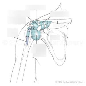 Shoulder Ligaments Diagram | Quizlet