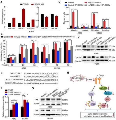 Bpi 9016m A C Met Inhibitor Suppresses Tumor Cell Growth Migration