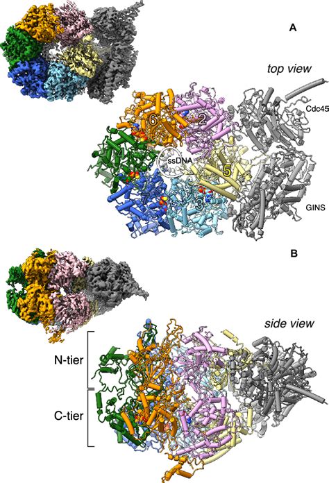 Figure 1 from CryoEM structures of human CMGATPγSDNA and CMGAND 1