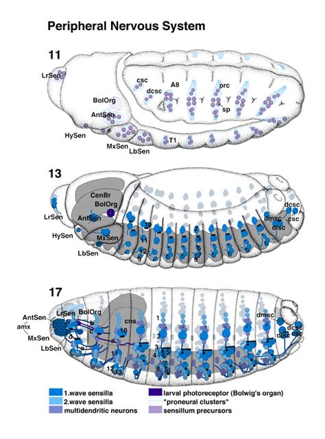 Atlas Of Drosophila Development By Volker Hartenstein