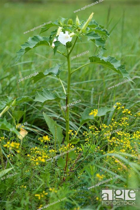 Stramonium Jimsonweed Thornapple Jimson Weed Datura Stramonium