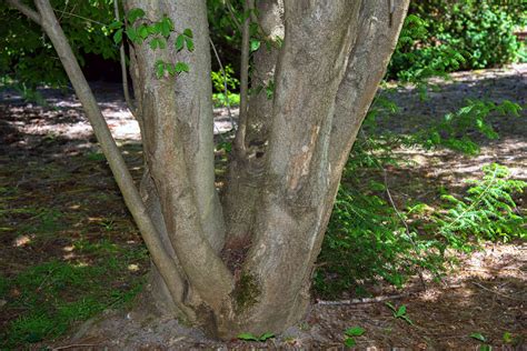 Growing The Vine Leaf Maple Acer Cissifolium