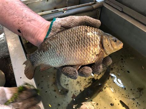 Invasive Species fish! | Tynehead Hatchery