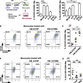 Polarization of CD163+CD206+ tumor-associated macrophages Figure ...