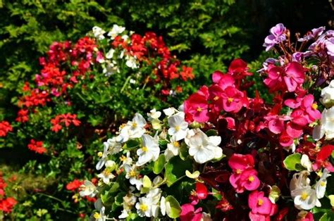 Jakie Kwiaty Na Balkon Po Udniowo Wschodni Kwiaty Polska