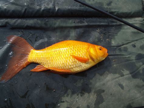 rivers flow crucian carp fishing