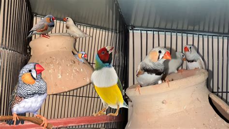 Finches Ko Wapas Kr K Gouldian Finch Le Len YouTube